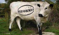 cap-reform-cow